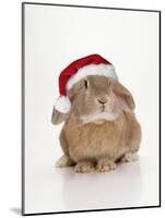 Domestic Rabbit Wearing Christmas Hat-Andy and Clare Teare-Mounted Photographic Print