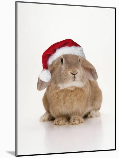 Domestic Rabbit Wearing Christmas Hat-Andy and Clare Teare-Mounted Photographic Print