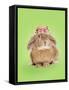 Domestic Rabbit Wearing Straw Hat with Daisies-Andy and Clare Teare-Framed Stretched Canvas