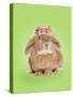 Domestic Rabbit Wearing Straw Hat with Daisies-Andy and Clare Teare-Stretched Canvas