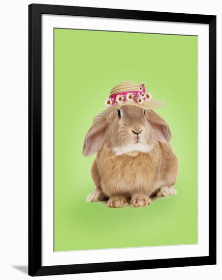 Domestic Rabbit Wearing Straw Hat with Daisies-Andy and Clare Teare-Framed Photographic Print