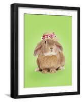 Domestic Rabbit Wearing Straw Hat with Daisies-Andy and Clare Teare-Framed Photographic Print