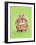 Domestic Rabbit Wearing Straw Hat with Daisies-Andy and Clare Teare-Framed Photographic Print