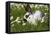 Domestic Rabbit Young in Daisies-null-Framed Stretched Canvas