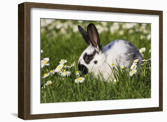 Domestic Rabbit Young in Daisies-null-Framed Photographic Print