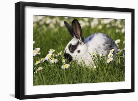 Domestic Rabbit Young in Daisies-null-Framed Photographic Print