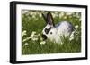 Domestic Rabbit Young in Daisies-null-Framed Photographic Print