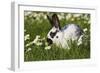 Domestic Rabbit Young in Daisies-null-Framed Photographic Print