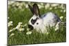 Domestic Rabbit Young in Daisies-null-Mounted Photographic Print