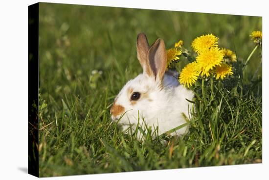 Domestic Rabbit Young with Dandelion-null-Stretched Canvas