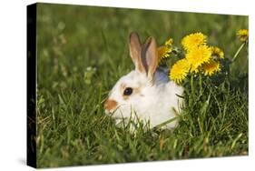 Domestic Rabbit Young with Dandelion-null-Stretched Canvas