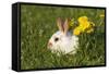 Domestic Rabbit Young with Dandelion-null-Framed Stretched Canvas