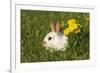 Domestic Rabbit Young with Dandelion-null-Framed Photographic Print