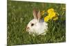 Domestic Rabbit Young with Dandelion-null-Mounted Photographic Print