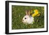 Domestic Rabbit Young with Dandelion-null-Framed Photographic Print