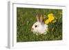 Domestic Rabbit Young with Dandelion-null-Framed Photographic Print