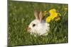 Domestic Rabbit Young with Dandelion-null-Mounted Photographic Print