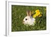 Domestic Rabbit Young with Dandelion-null-Framed Photographic Print