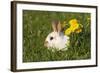 Domestic Rabbit Young with Dandelion-null-Framed Photographic Print