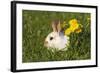 Domestic Rabbit Young with Dandelion-null-Framed Photographic Print