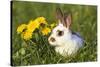 Domestic Rabbit Young with Dandelions-null-Stretched Canvas