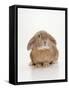 Domestic Rabbit-Andy Teare-Framed Stretched Canvas