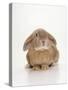 Domestic Rabbit-Andy Teare-Stretched Canvas
