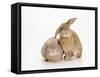 Domestic Rabbit-Andy Teare-Framed Stretched Canvas