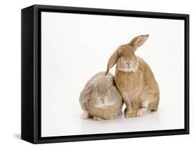 Domestic Rabbit-Andy Teare-Framed Stretched Canvas