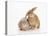 Domestic Rabbit-Andy Teare-Stretched Canvas