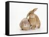 Domestic Rabbit-Andy Teare-Framed Stretched Canvas