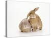 Domestic Rabbit-Andy Teare-Stretched Canvas