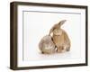 Domestic Rabbit-Andy Teare-Framed Photographic Print