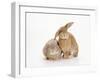 Domestic Rabbit-Andy Teare-Framed Photographic Print
