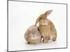 Domestic Rabbit-Andy Teare-Mounted Photographic Print