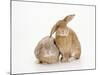 Domestic Rabbit-Andy Teare-Mounted Photographic Print