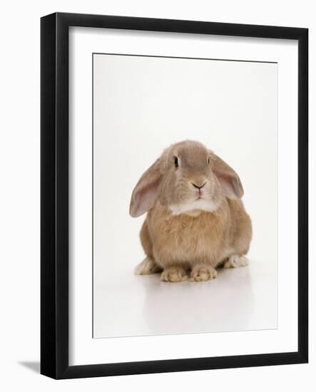 Domestic Rabbit-Andy Teare-Framed Photographic Print