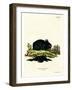 Domestic Rabbit-null-Framed Giclee Print