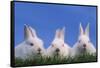 Domestic Rabbits in Grass-DLILLC-Framed Stretched Canvas