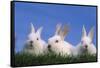 Domestic Rabbits in Grass-DLILLC-Framed Stretched Canvas