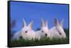 Domestic Rabbits in Grass-DLILLC-Framed Stretched Canvas