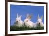 Domestic Rabbits in Grass-DLILLC-Framed Photographic Print