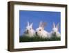 Domestic Rabbits in Grass-DLILLC-Framed Photographic Print