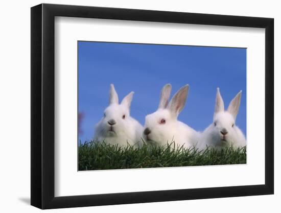 Domestic Rabbits in Grass-DLILLC-Framed Photographic Print