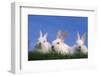 Domestic Rabbits in Grass-DLILLC-Framed Photographic Print