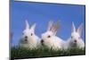 Domestic Rabbits in Grass-DLILLC-Mounted Photographic Print