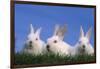 Domestic Rabbits in Grass-DLILLC-Framed Photographic Print