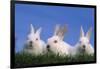 Domestic Rabbits in Grass-DLILLC-Framed Photographic Print