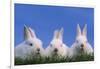 Domestic Rabbits in Grass-DLILLC-Framed Photographic Print