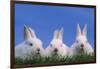 Domestic Rabbits in Grass-DLILLC-Framed Photographic Print